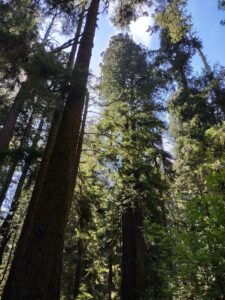 Read more about the article Grants Pass Day Trip to the California Redwoods