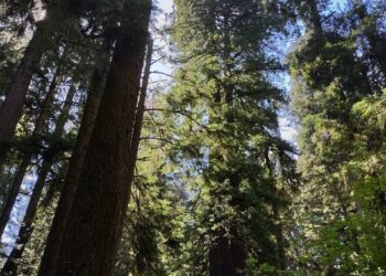 Grants Pass Day Trip to the California Redwoods