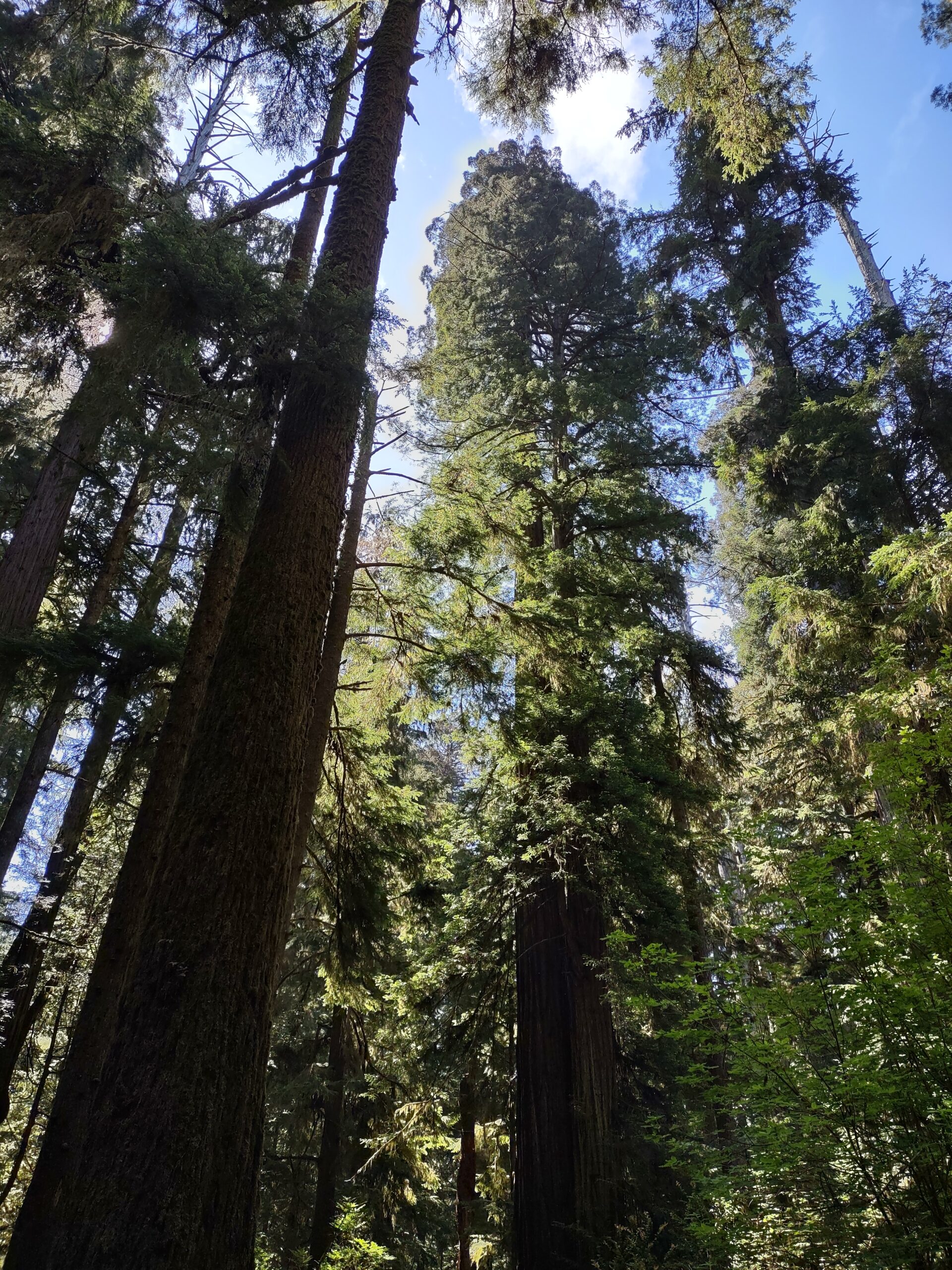 Read more about the article Grants Pass Day Trip to the California Redwoods