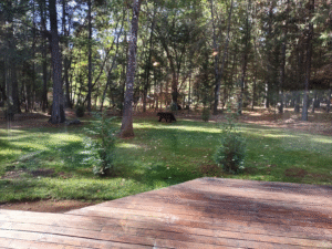 Read more about the article Bear Sighting On Our Property