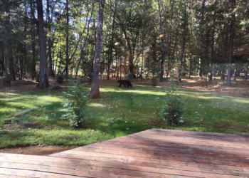 Black Bear Sighting On Our Property