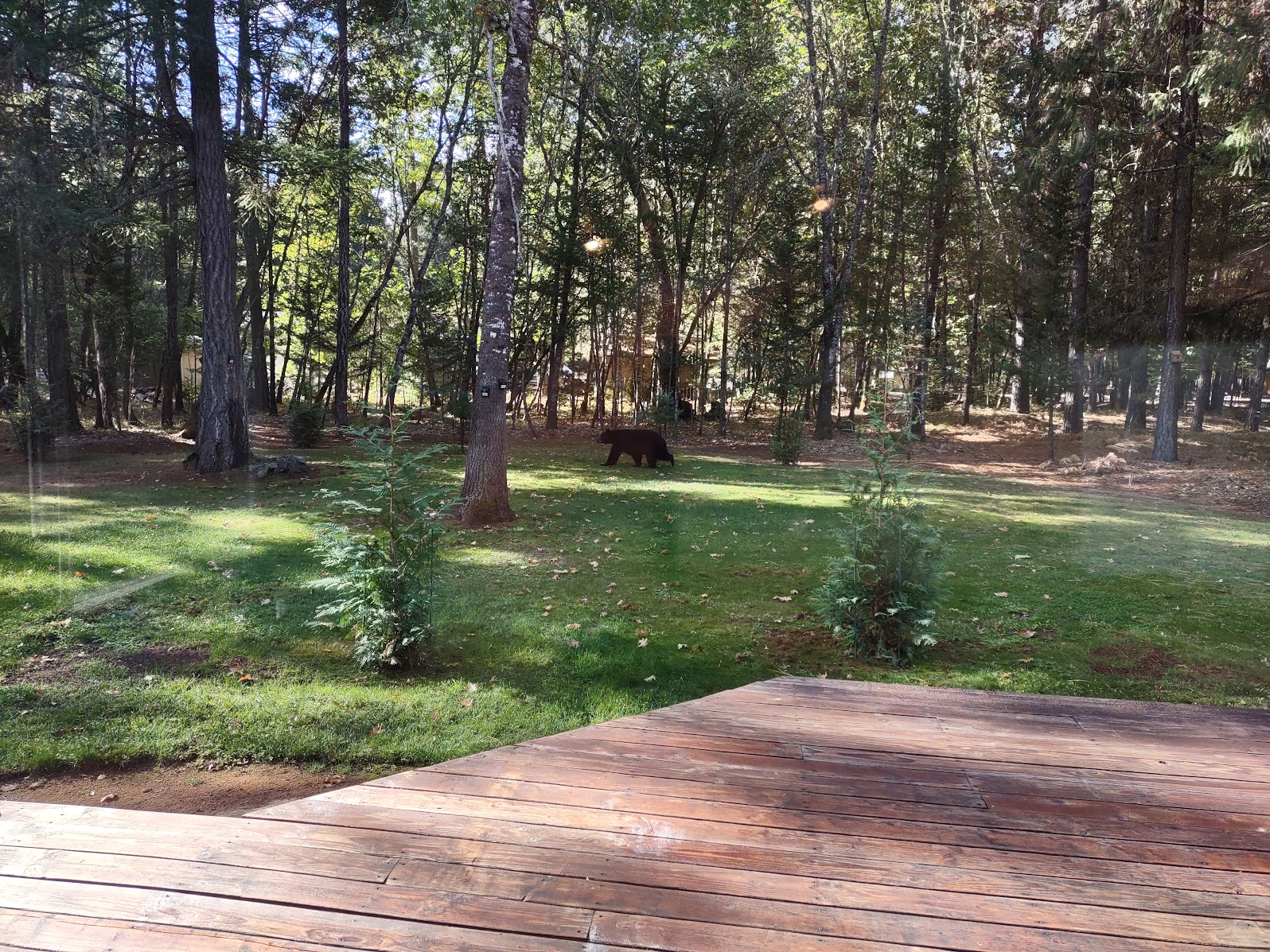 Read more about the article Bear Sighting On Our Property