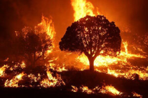 Read more about the article Preparedness Over Politics: A Community’s Guide to Fire Season