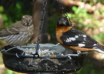 Discover Birds with the Merlin Bird App