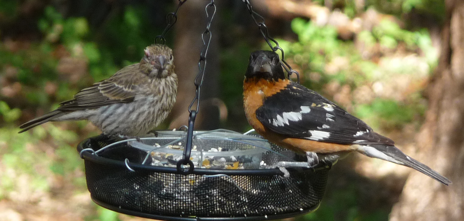 You are currently viewing Discover Birds with the Merlin Bird App
