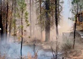 Active Forest Management in Oregon: A Common‑Sense Look at What Went Wrong and the Path Forward